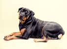 Rottweiler Orka